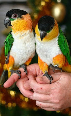 Funniest Parrot breed