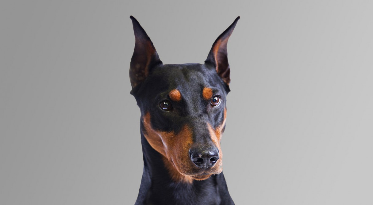 Small Dogs Miniature Pinscher Small Dogs Miniature Pinscher