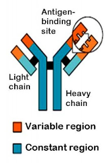Struktur tubuh Antibodi