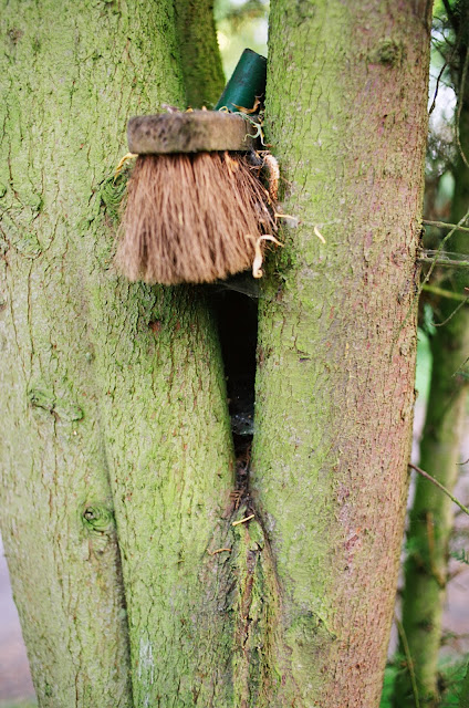 Horley broom tree