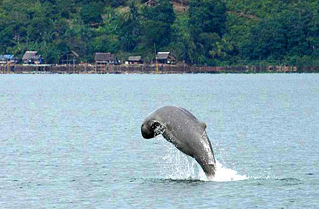 Santubong Irrawaddy Dolphins