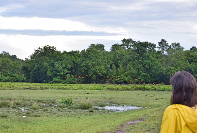 Blog Apaixonados por VIagens - Ilha de Marajó - Pará - Ecoturismo - Roteiro