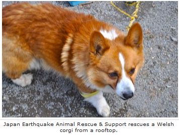 コーギーと英字新聞: ３日間屋根の上で救出を待ち続けたコーギー犬、無事保護され現在リハビリ中