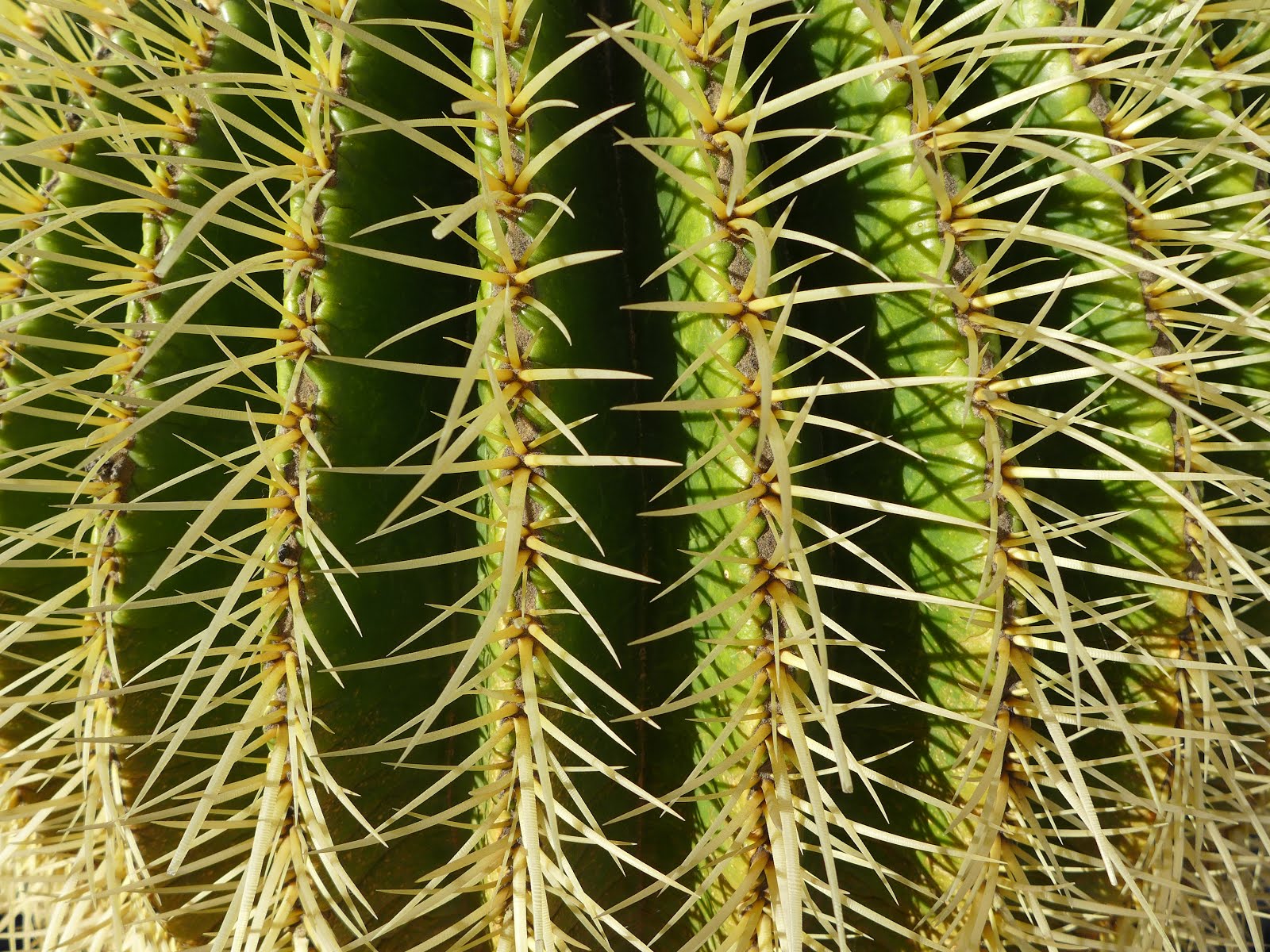 Textura de cactus | Todas las texturas