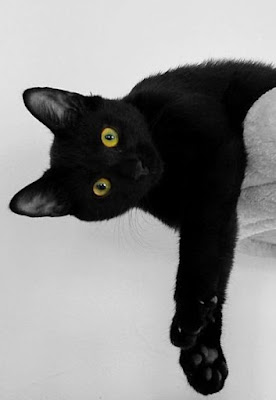 Black Cat Pet Singapore