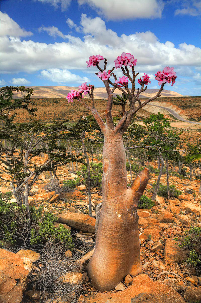 Choose Your Magic Travel: Socotra Island