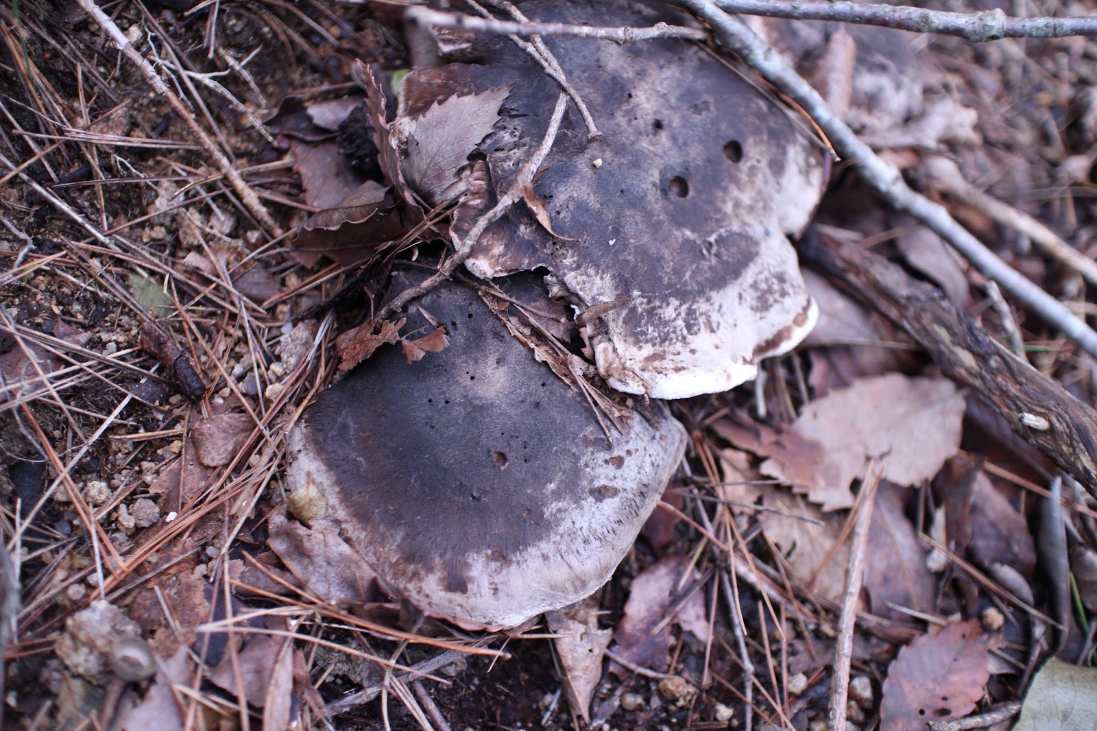 俺達の田舎暮らし きのこ狩り 第十一話 焼きクロカワ