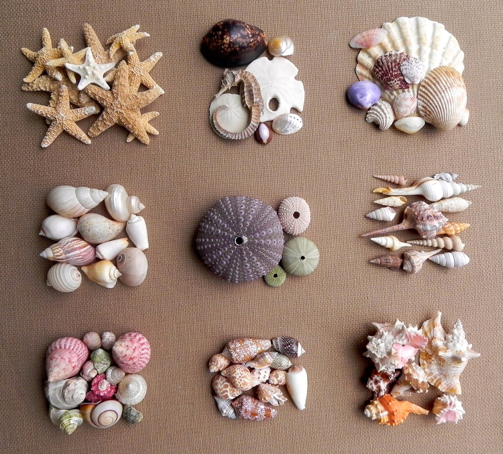 Summerland Cottage Studio Collecting Seashells