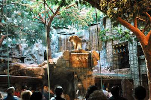 Lion Habitat