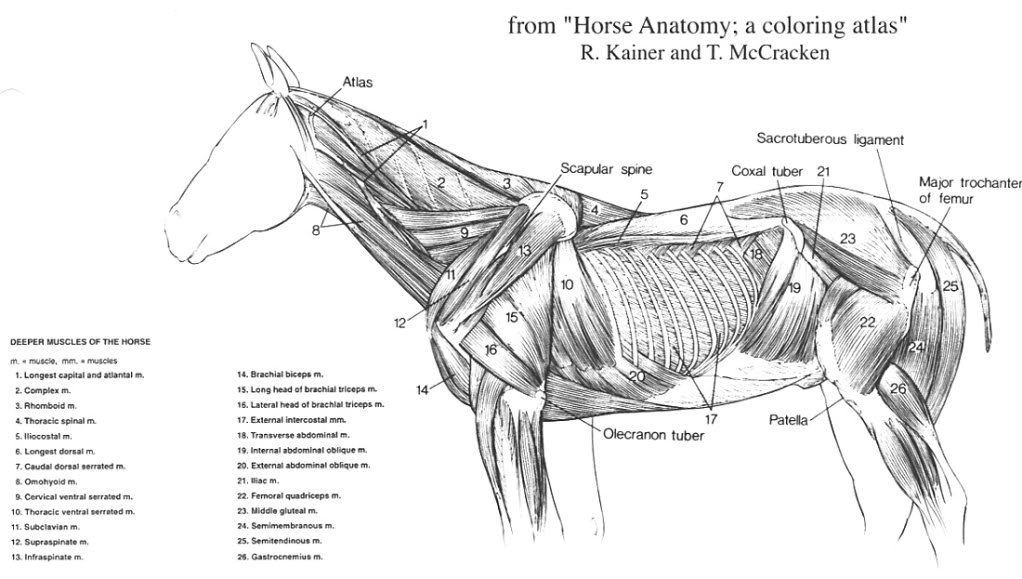 horse muscle anatomy cervical muscle