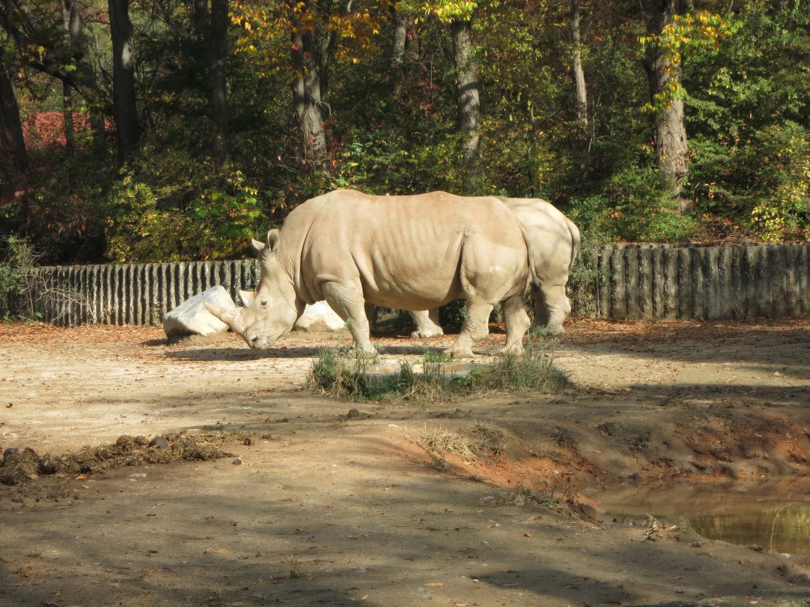 Day 7 - Seoul Zoo in Seoul Grand Park - South Korea - chichicho~