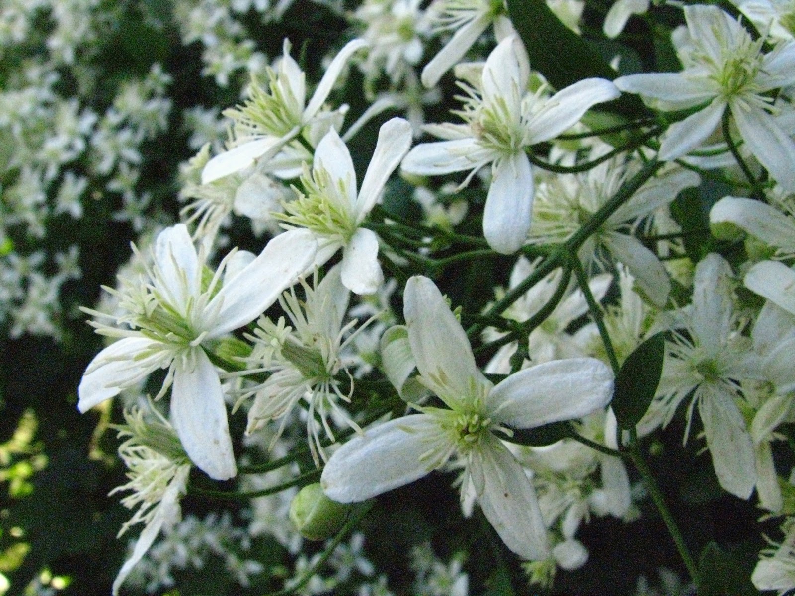 Angelgirlpj Silver Lace Vine