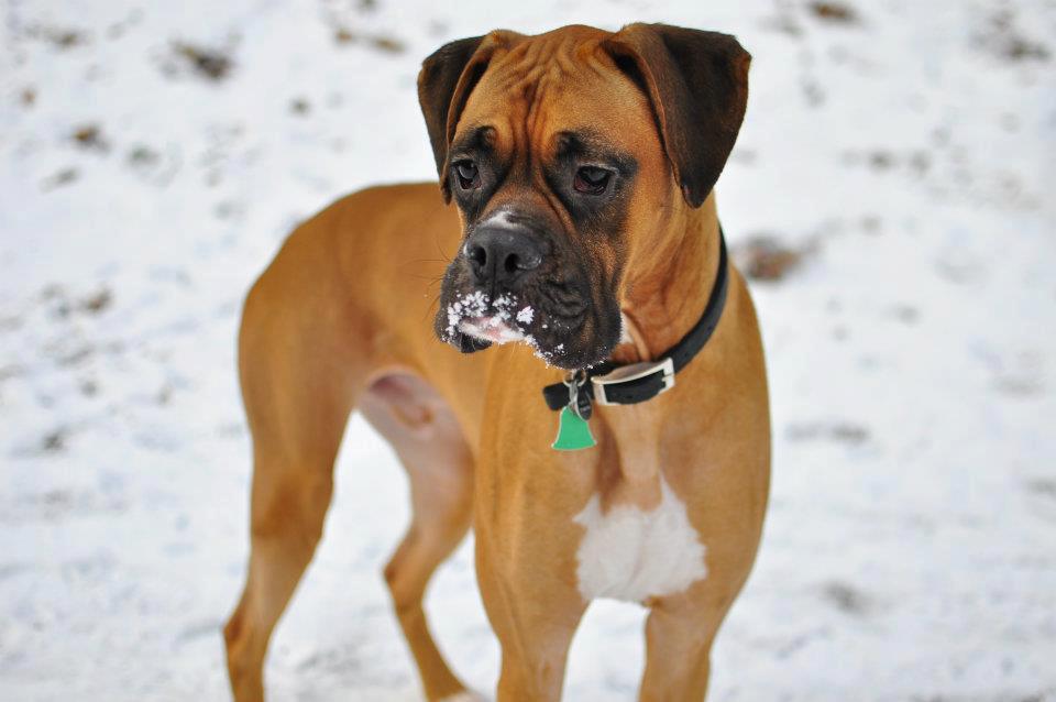 Health Problems in Boxer Dogs Annie Many