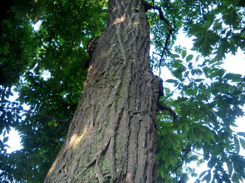 Art's Bayfield Almanac 7/17/11 RARE AMERICAN CHESTNUT TREE IN BLOOM