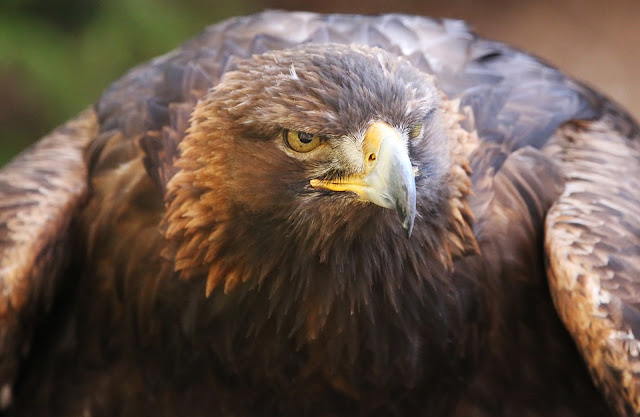 9 Burung Termahal di Dunia, Bahkan Ada yang Seharga Rp 90 Miliar 9 Burung Termahal di Dunia, Bahkan Ada yang Seharga Rp 90 Miliar