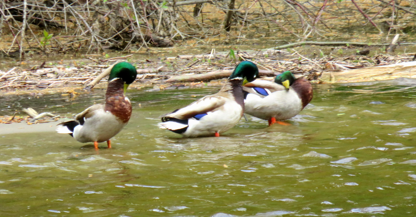 LE GARS DU LAC... ET DU PARC: Vent à écorner les boeufs, "enweille