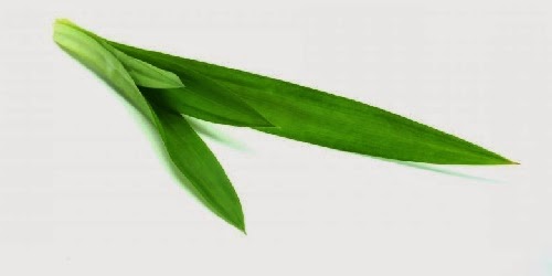 manfaat daun pandan wangi