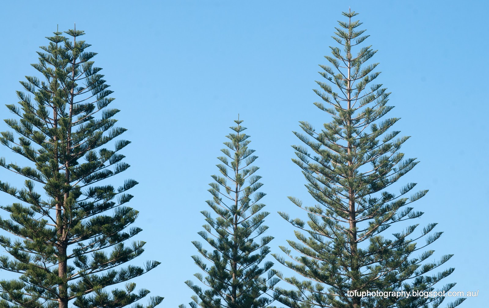 Tofu Photography Norfolk pine trees