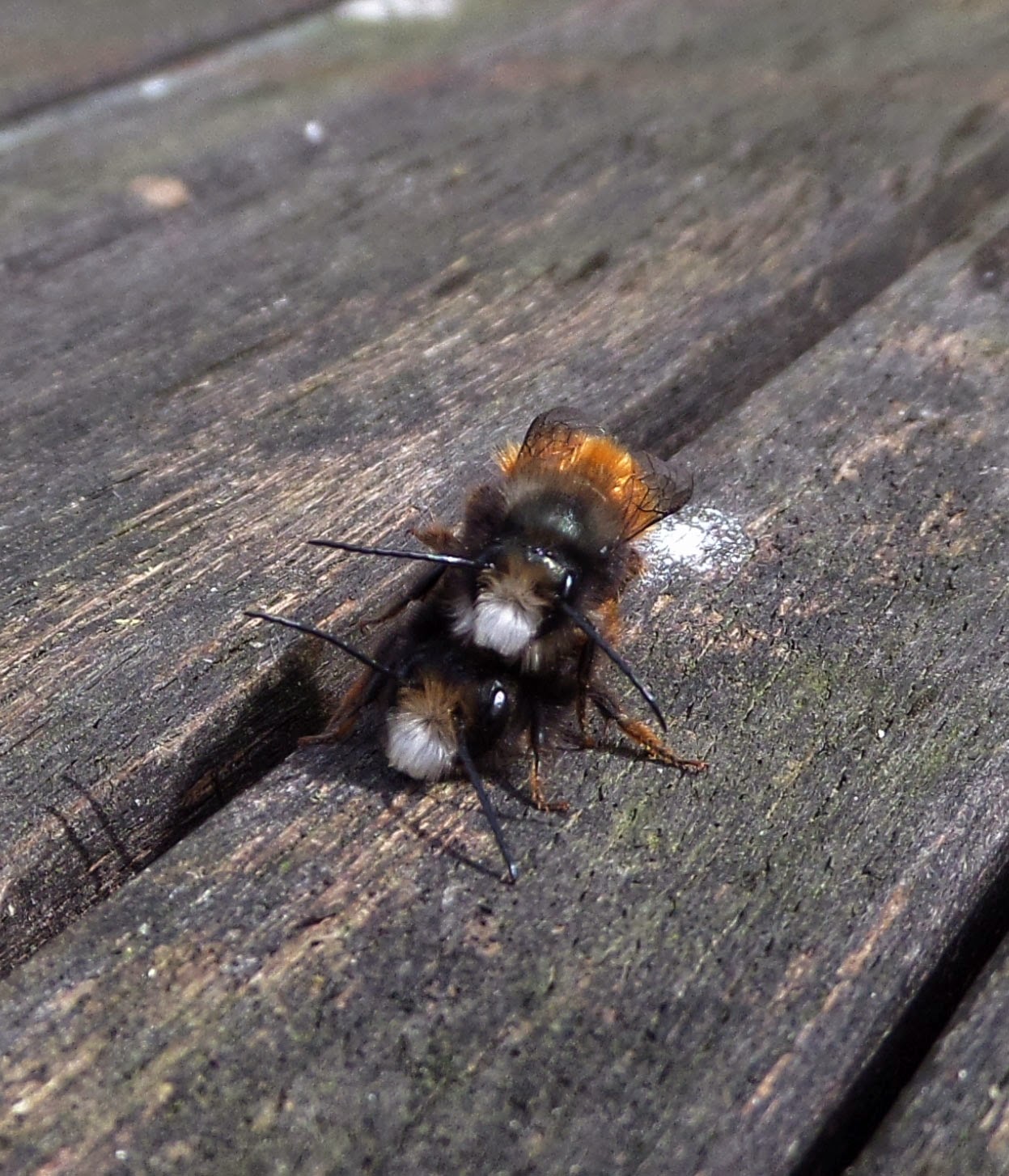 French wildlife and beekeeping Horned Osmia ( Osmia cornuta )