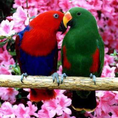 My beautiful love birds singing