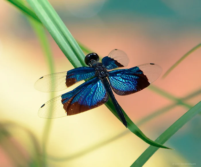 Jewel Flutterer - Dragonfly.