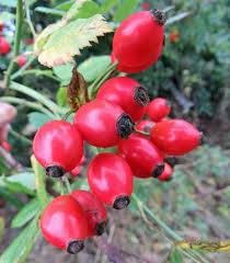 Rose Hips