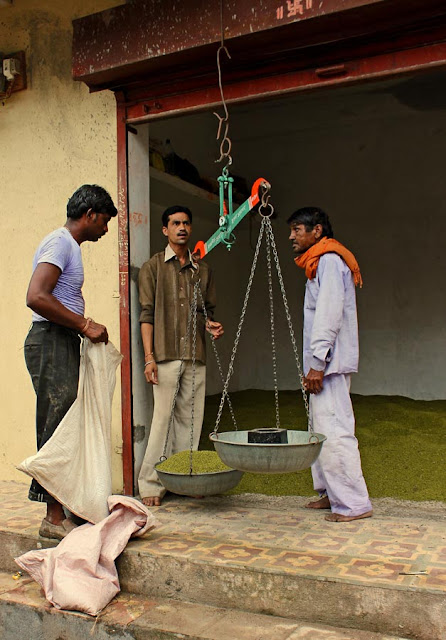 grain being weighed