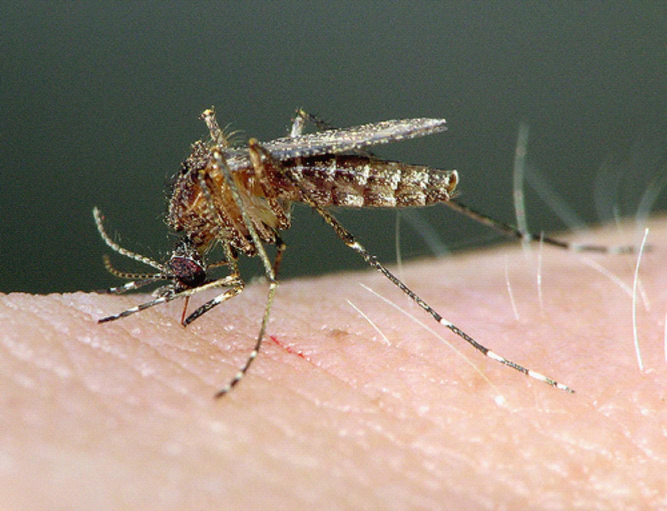 Fotos De Mosquitos Mosquitos 