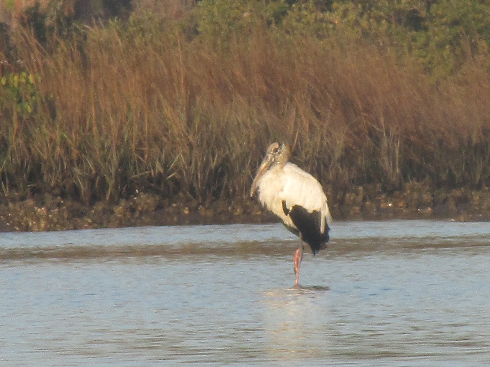 Dave's Yak Tales Cedar Key Christmas Eve