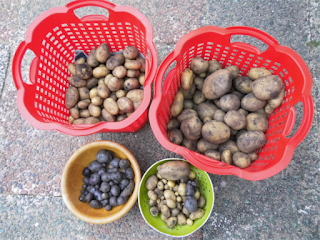 Ergebnis der Kartoffelernte 2015