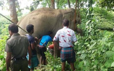 মানুষ হত্যাকারী সেই 'রসগোল্লা' এখন নিয়ন্ত্রনে