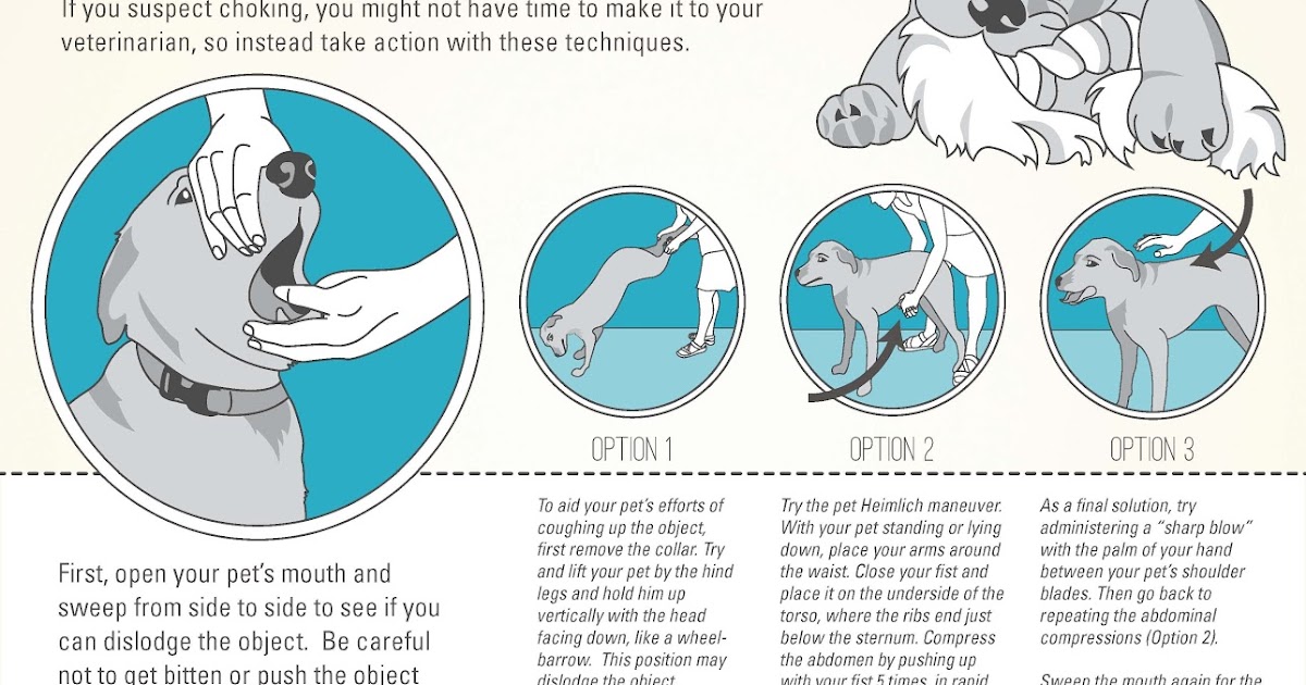 Cherrybrook Show Dog, Grooming and Pet Supplies First Aid