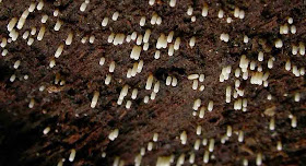 Henningsomyces candidus - Boleslaw Kuznik