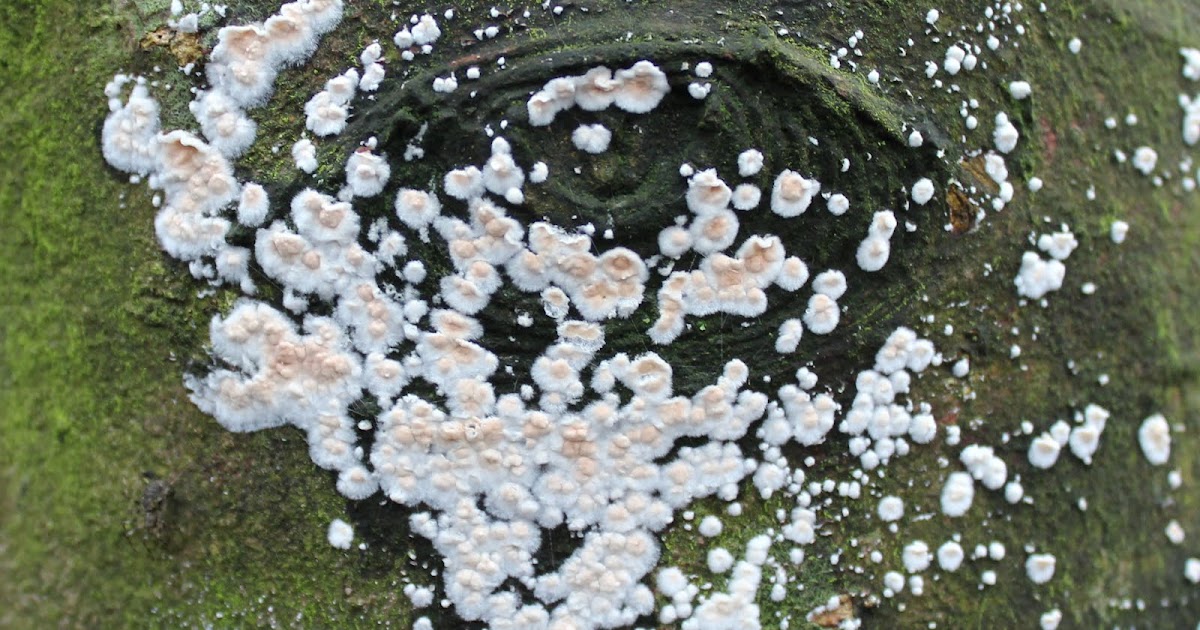 Paddestoelen Meruliaceae