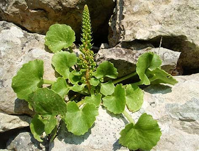 Ombligo de Venus (Umbilicus rupestris)