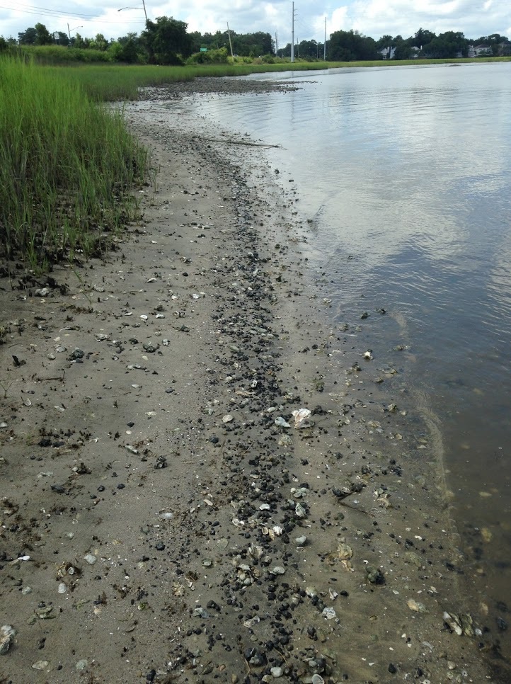 The Coastal Paleontologist The Ashley Phosphate Beds the