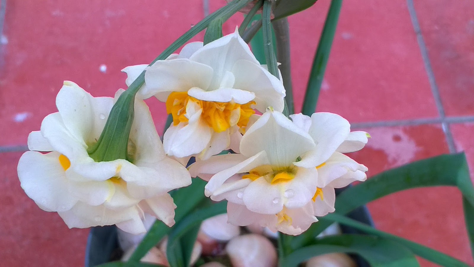 How to Plant & Care for Narcissus Bulbs