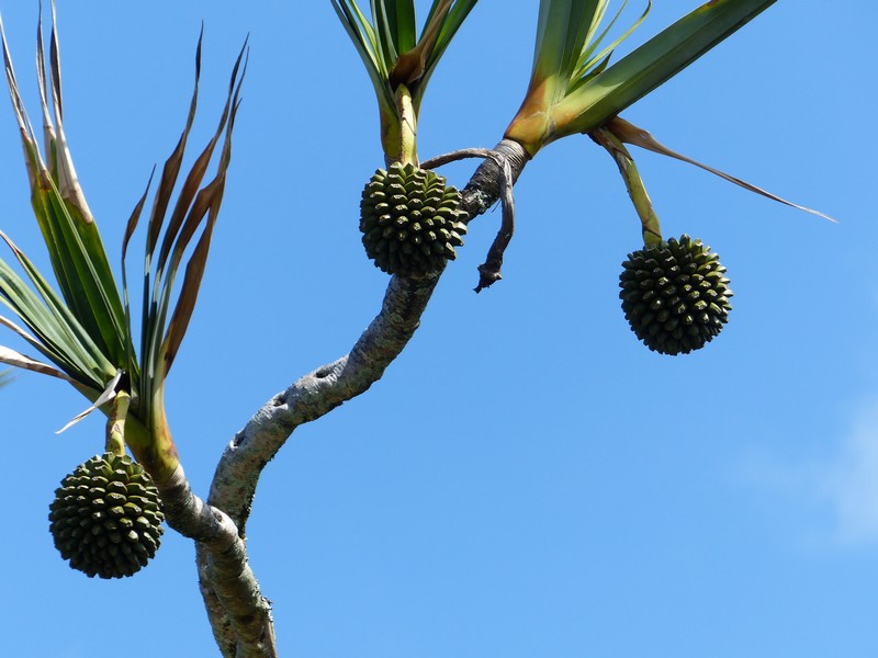 Faaxaal Photos nature gratuites et libres de droits Pandanus utilis