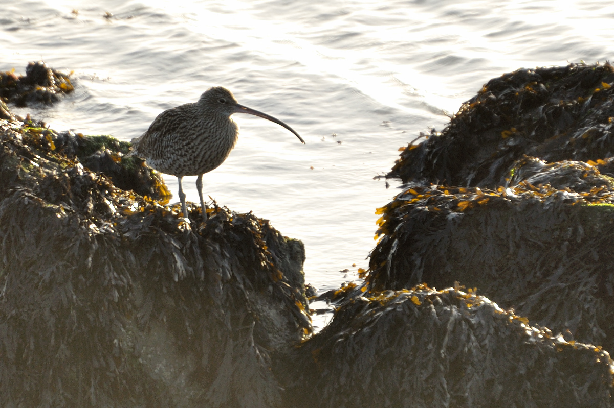 Arné Roest Natuurfotografie: Beste foto's 2011 (deel 2)