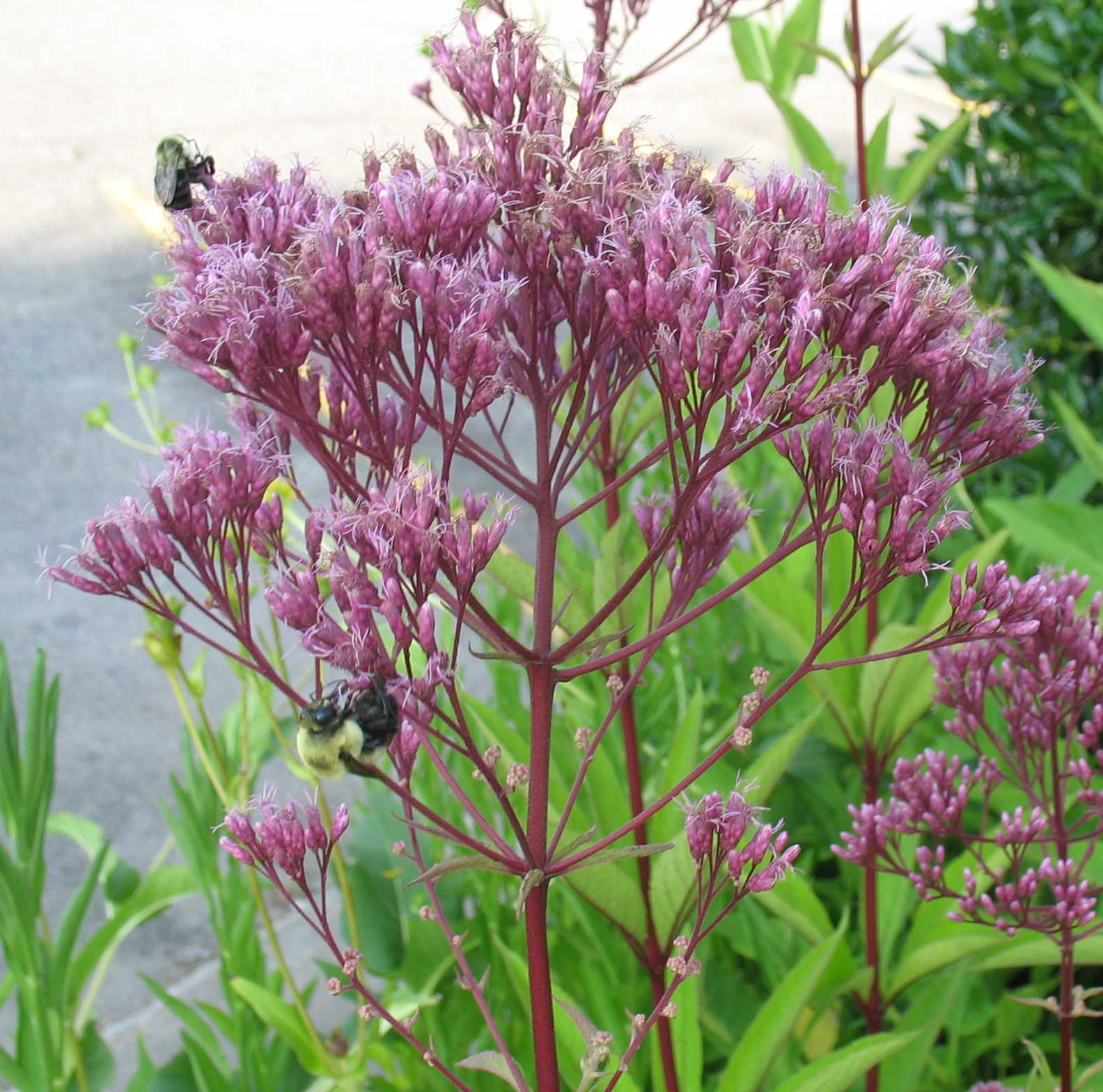 Using Native Plants Flowers of the Fall Roadside