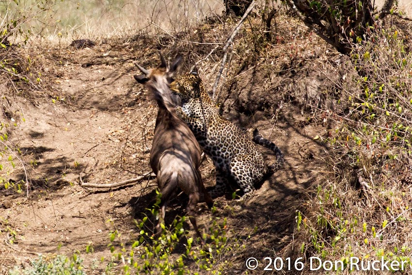 Leopard Taking Down Wildebeest