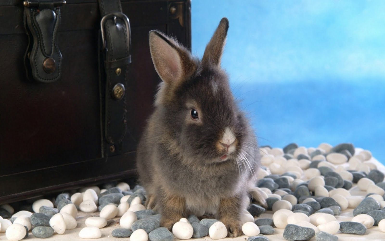 Top 33 Beautiful And Cute Rabbit Wallpapers In HD