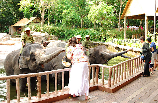 Singapore Zoo Elephant Feeding