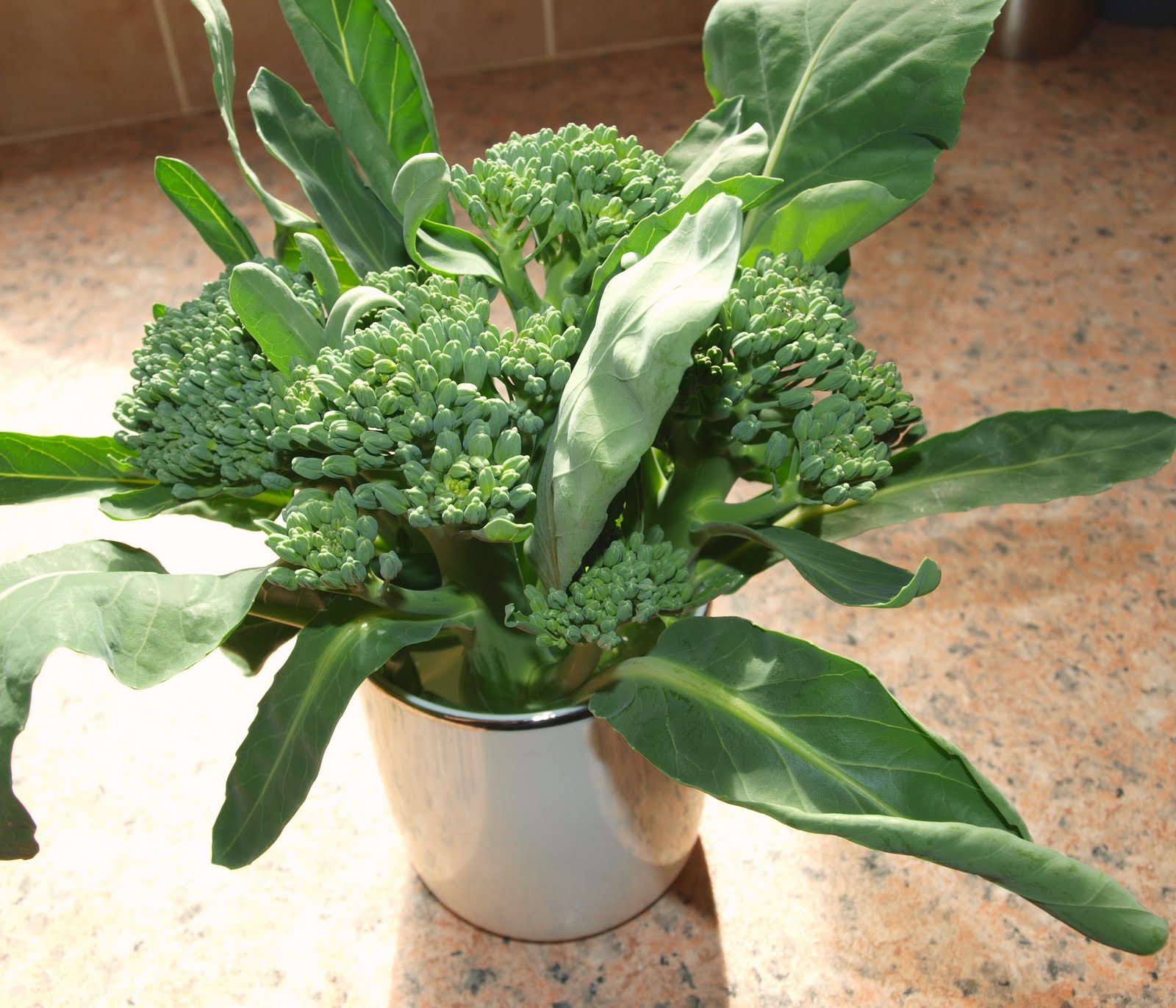 Mark�s Veg Plot First of the Summer Broccoli