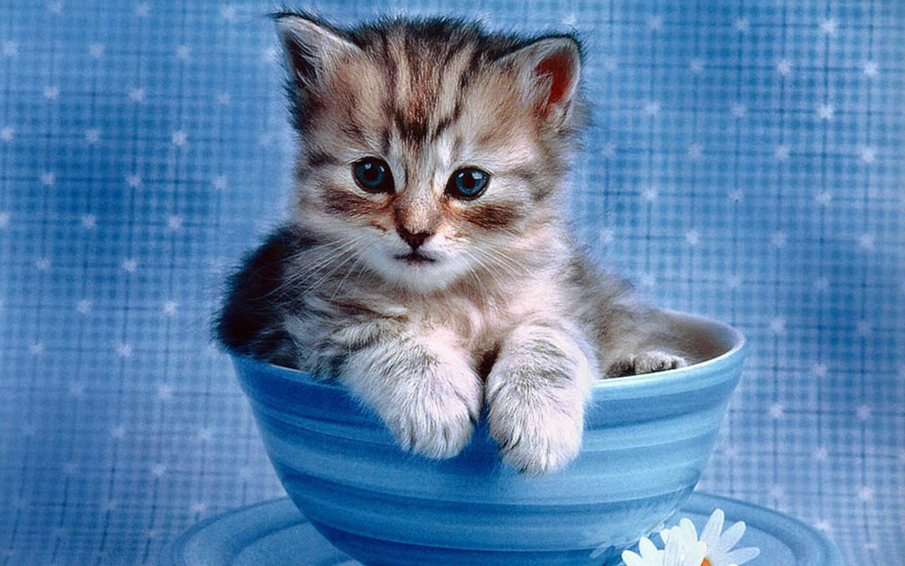 World'S All Amazing Things, Pictures,Images And Wallpapers: Cute Kitten