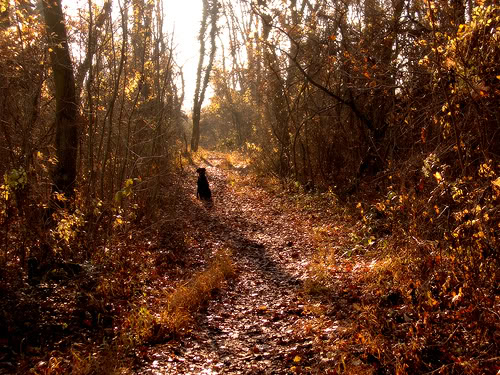 Spider Love: All Fall Down