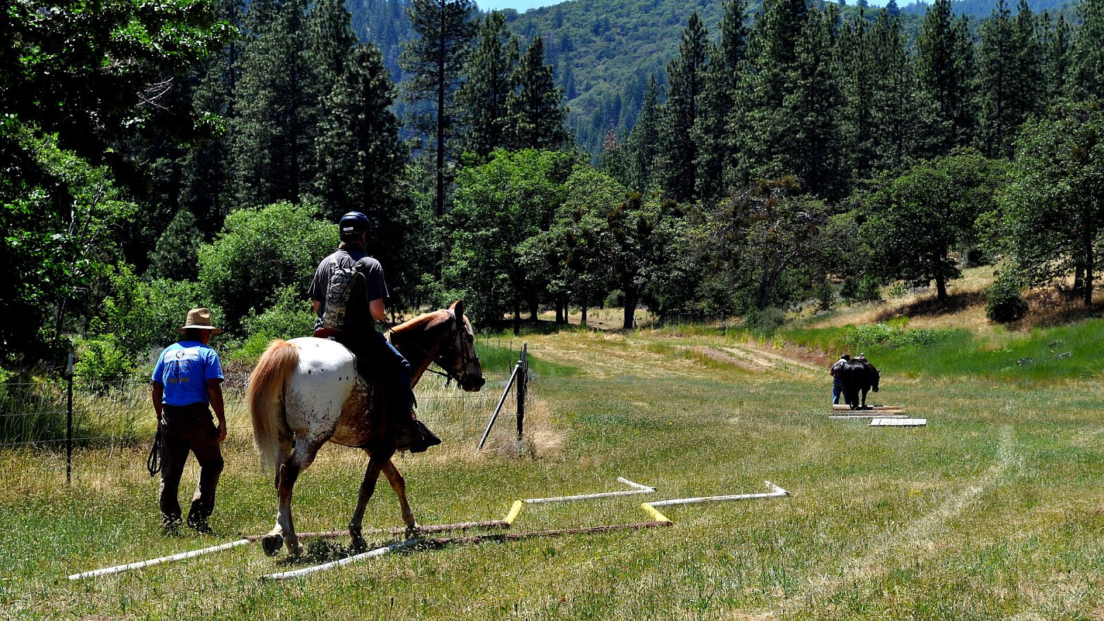 Volunteering At Horse Stables Horse Choices