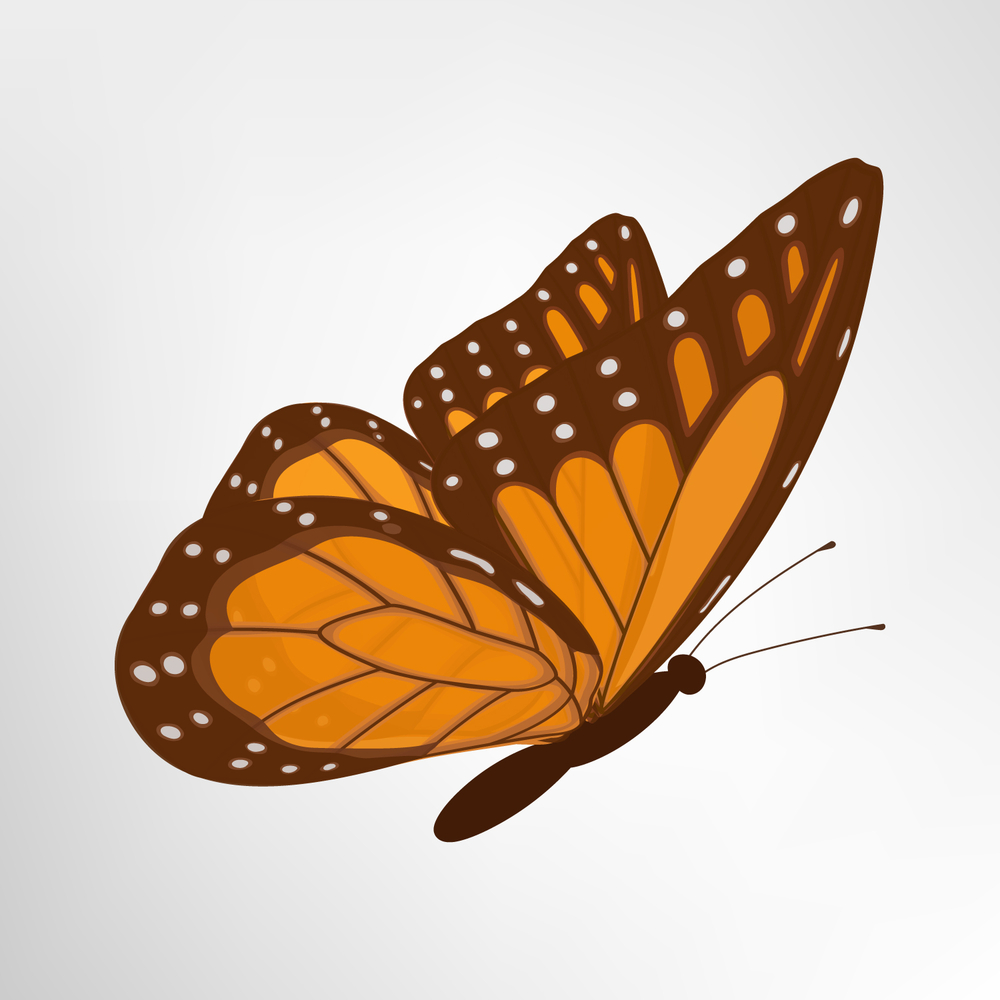 The stages of butterfly development animals monde