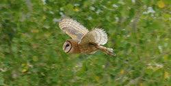 owls arizona owl flying barn ways riparian owling become better bird flammulated birderfrommaricopa summer found megascops