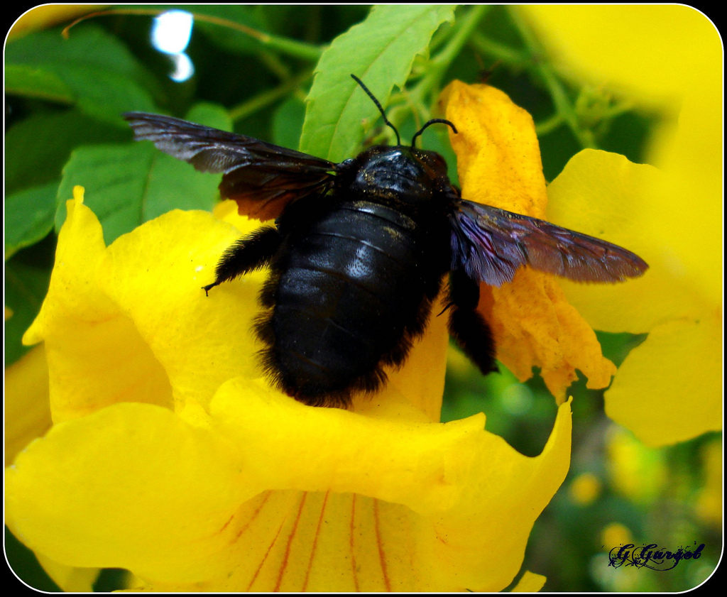 Insecta News: INSETO DO DIA